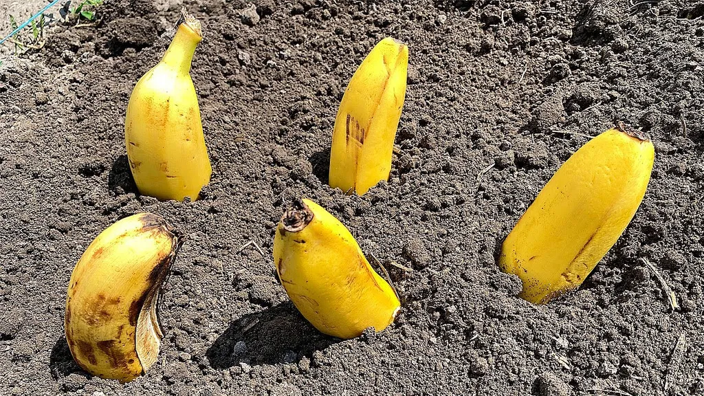 Plant Bananas in Your Garden and Just Watch